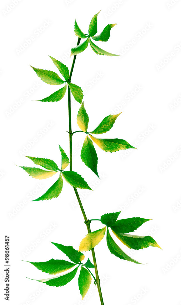 Fototapeta premium Green branch of grapes leaves