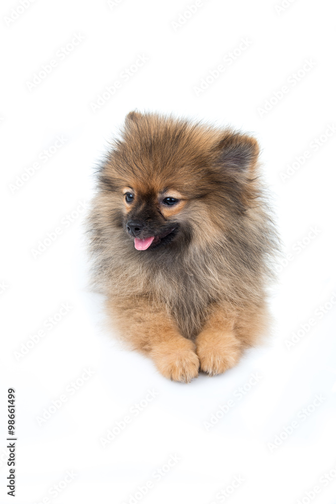 pomeranian dog sitting on isolated background pomeranian dog sitting on isolated background