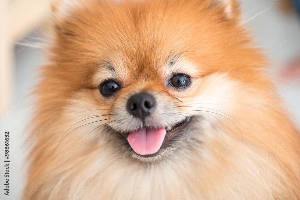 pomeranian dog cute pets happy in home