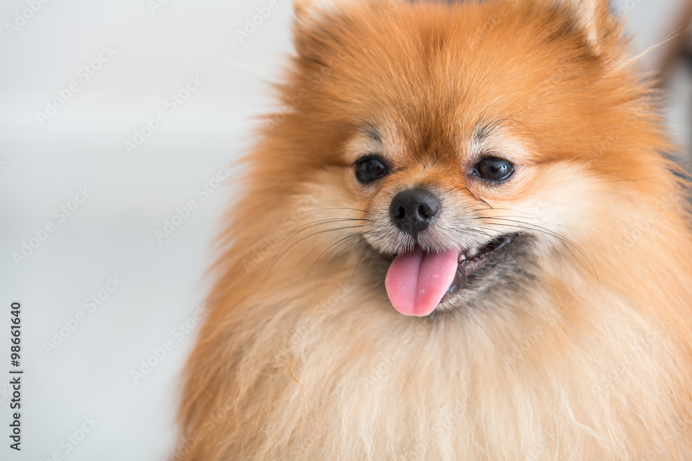 pomeranian dog cute pets happy in home