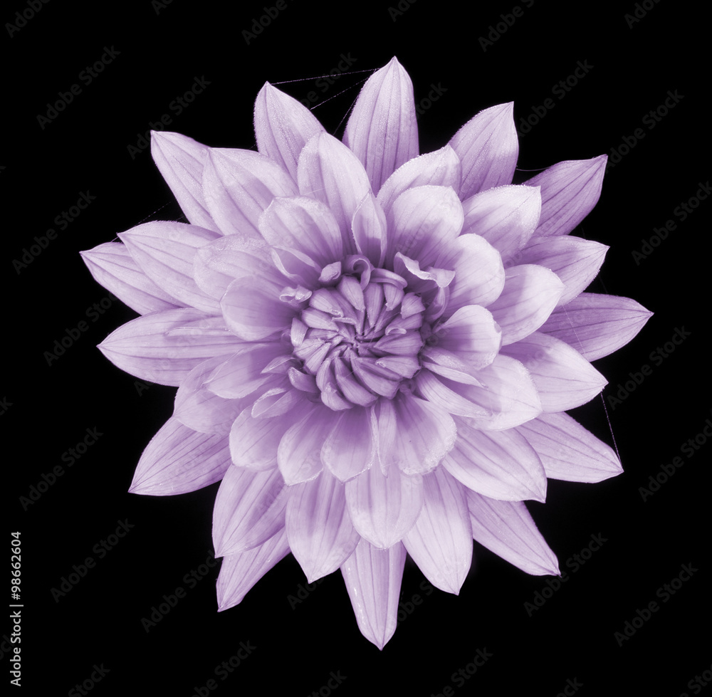 beautiful pink dahlia flower isolated