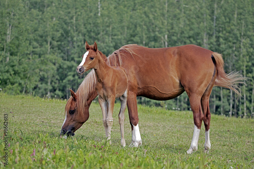 Beautiful Chestnut Horse with Foal at pasture © rima15