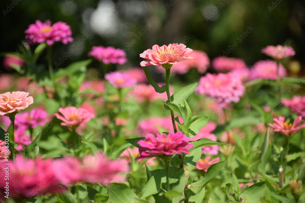 Zinnia bloom in the beautiful garden. Zinnia blossom at center closeup. Zinnia bloom in garden Zinnia bloom in the beautiful garden. Zinnia blossom at center closeup. Zinnia bloom in garden