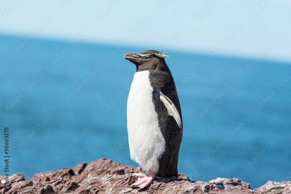 Fototapeta premium Rockhopper