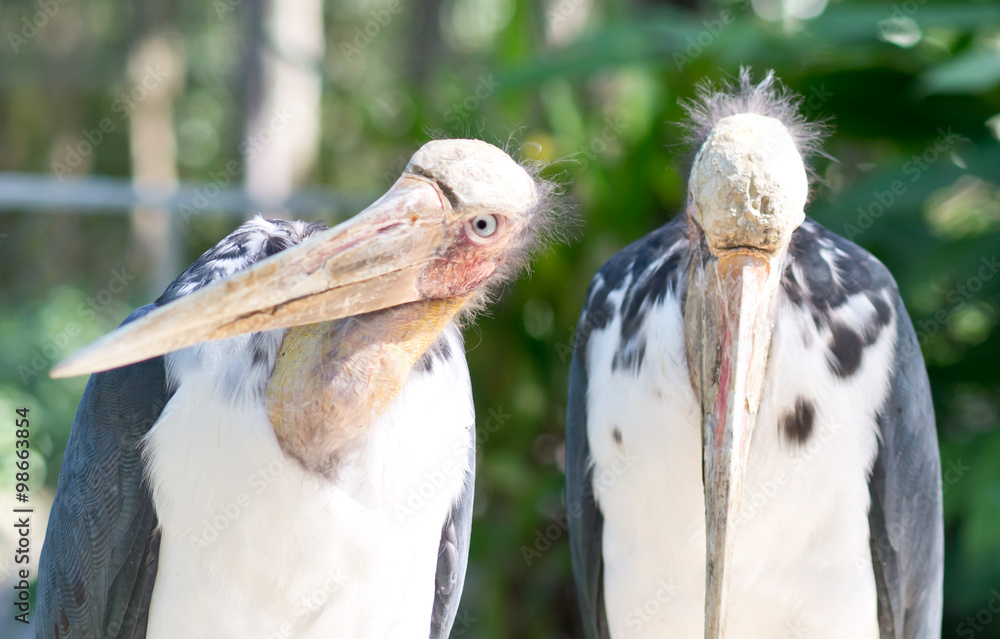 marabou StockFoto Adobe Stock