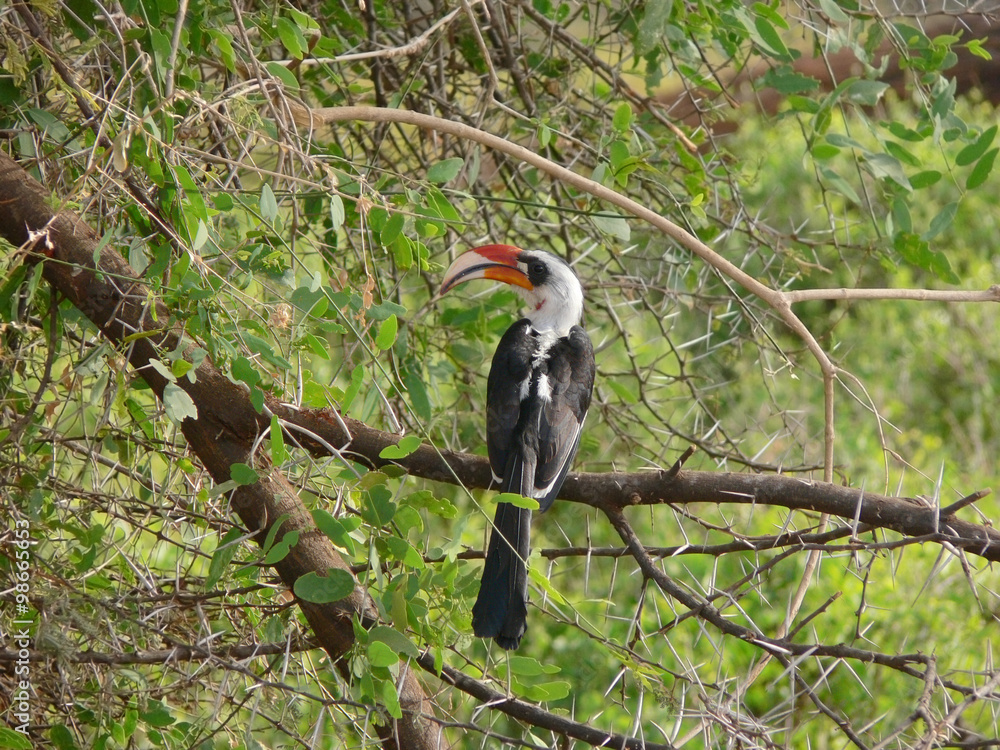 Obraz premium Von der Decken's hornbill (Tockus deckeni) resting on acacia tre