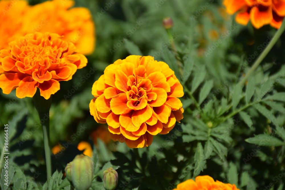 Marigold flowers. Marigold flowers in the meadow in the sunlight. Yellow marigold flowers in the garden. Closeup flower. Yellow and orange marigolds Marigold flowers. Marigold flowers in the meadow in the sunlight. Yellow marigold flowers in the garden. Closeup flower. Yellow and orange marigolds