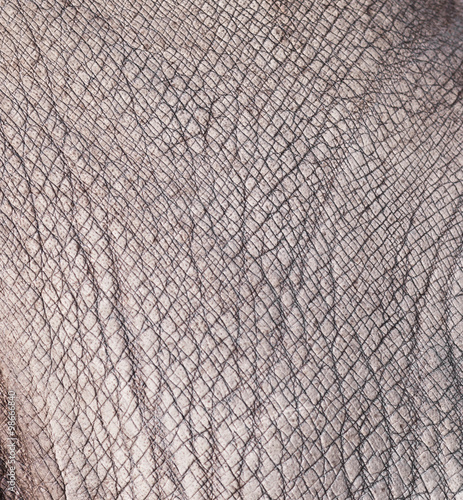Konstfotografi rhino skin