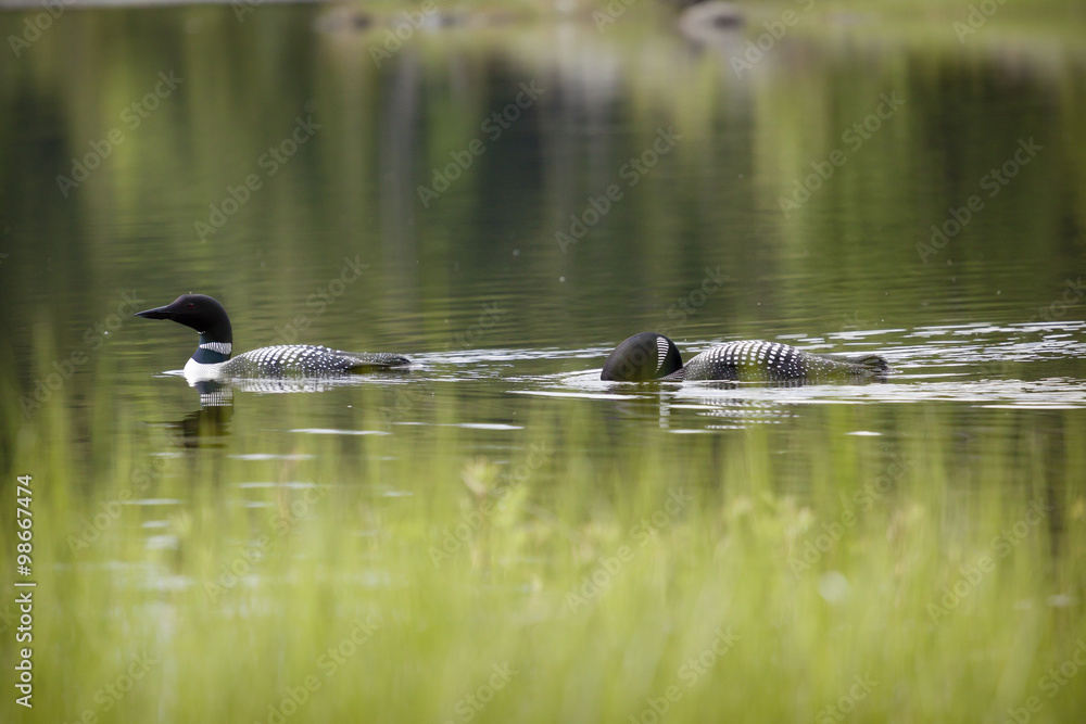 Loon on Remote and Reflective Mountain Lake Loon on Remote and Reflective Mountain Lake