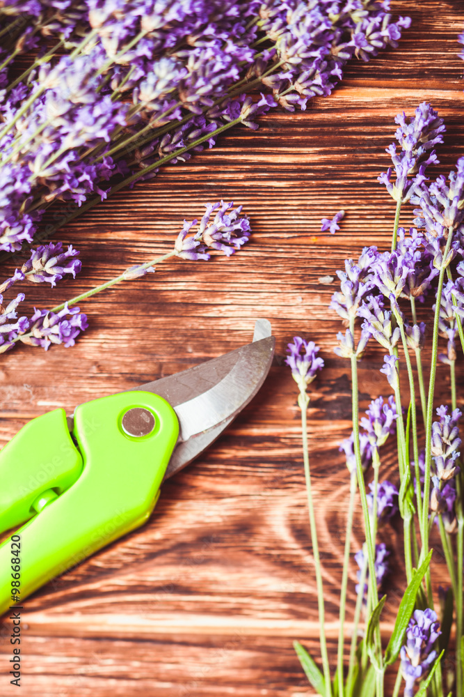 The Lavender cutting
