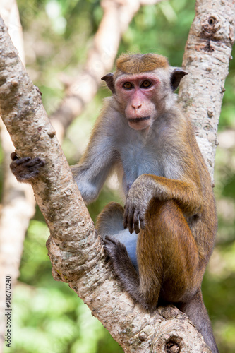 Toque macaque monkey © aleksandar kamasi