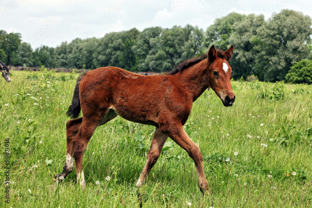Purebred foal walking on summer meadow Purebred foal walking on summer meadow