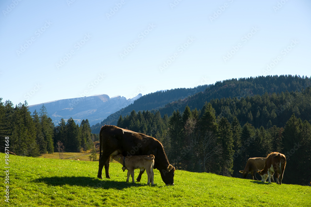 Kühe in den Alpen 