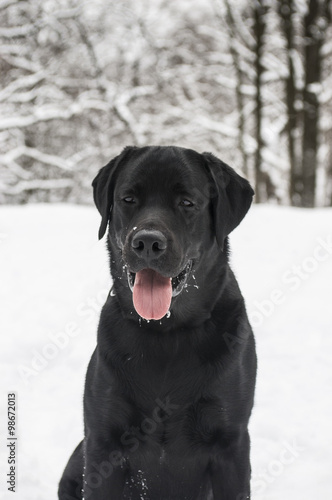 Black labrador of retrieve in winter