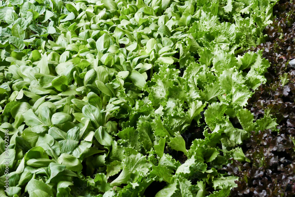 vegetable in the agricultural farm vegetable in the agricultural farm