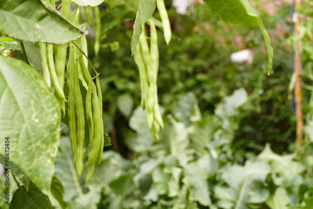 Fototapeta premium bush bean growing in the agricultural farm