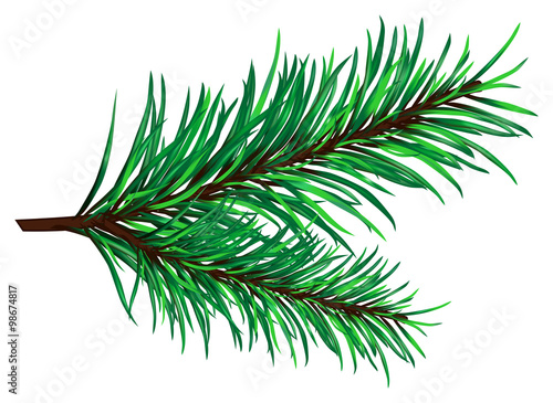 Spruce branches on a white background