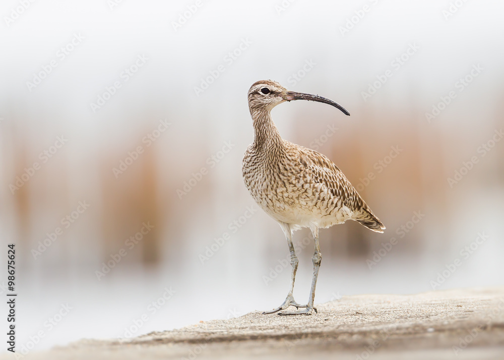 Portrait of Curious couple of Whimbrel(Numenius phaeopus) stair at us in nature of Thailand Portrait of Curious couple of Whimbrel(Numenius phaeopus) stair at us in nature of Thailand