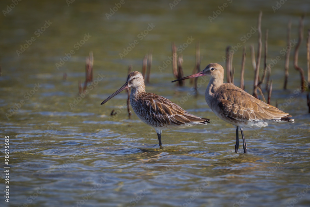 Asian Dowitcher(Limnodromus semipalmatus) and Eastern Black-Tailed Godwit (Limosa melanuroides) stand in the sea Asian Dowitcher(Limnodromus semipalmatus) and Eastern Black-Tailed Godwit (Limosa melanuroides) stand in the sea