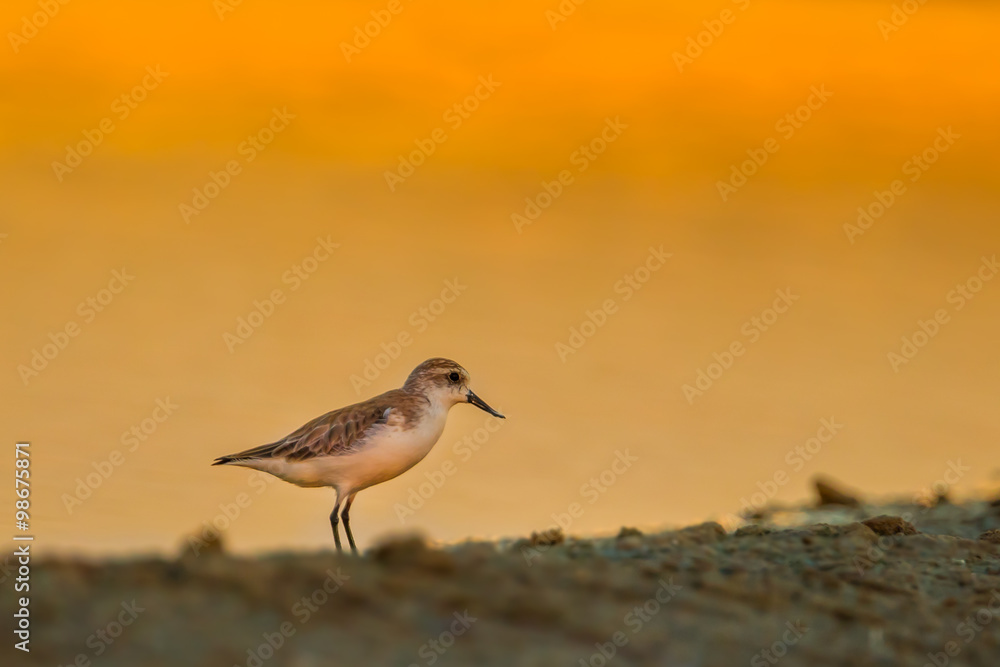 Spoon-billed sandpiper (Calidris pygmaea) who Critically Endangered status Spoon-billed sandpiper (Calidris pygmaea) who Critically Endangered status