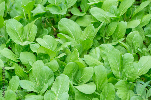 field of green lettuce