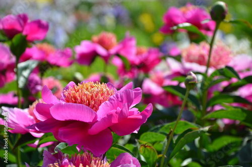 Ablooming pink peony flower 