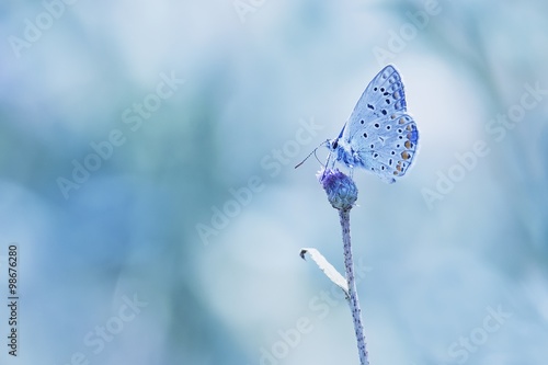 Butterfly on the blue backgroud