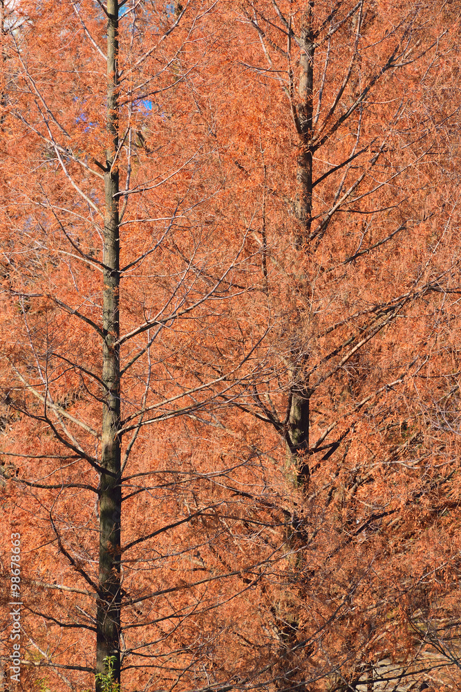 Background of Autumn Brown Larch Trees Background of Autumn Brown Larch Trees