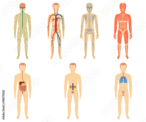 Set of human organs and systems