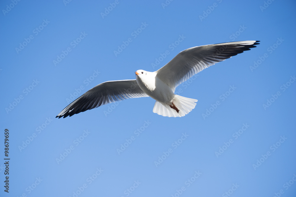 Flying seagull over the water