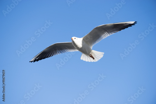 Flying seagull over the water