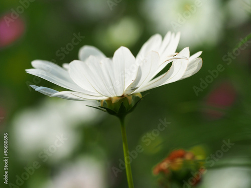 Beautiful Cosmos Flowers in the garden, Thailand