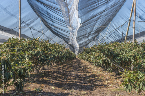 Loquat tree plantation