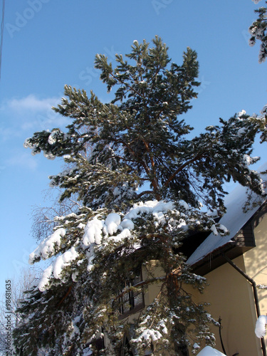 Photo pine house in winter