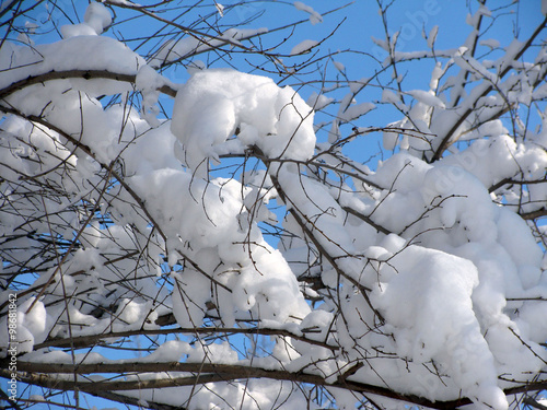 Photo of trees in the snow