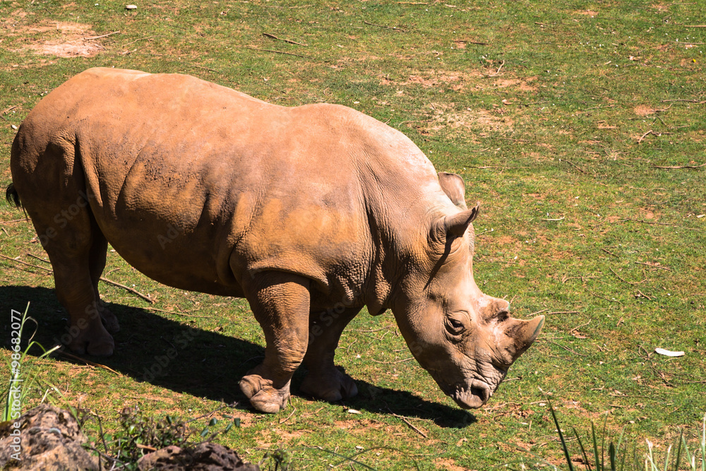 Fototapeta premium Rhinoceros, Lake Nakuru National Park, Kenya, Ceratotherium