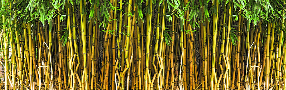 Fototapeta Bambus lesie