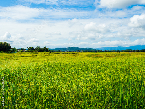 Green Rice Field in sunny day 