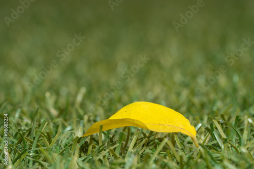 yellow single leaf on green yard
