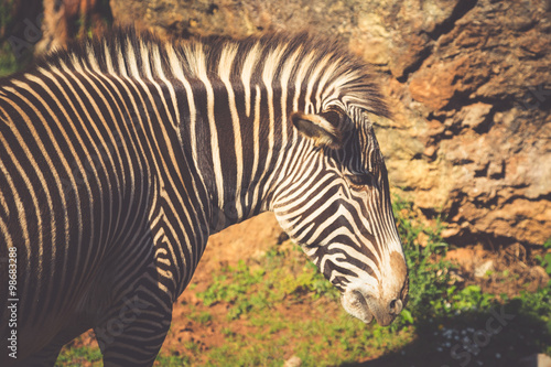 Grevy s Zebra  samburu national park  Kenya