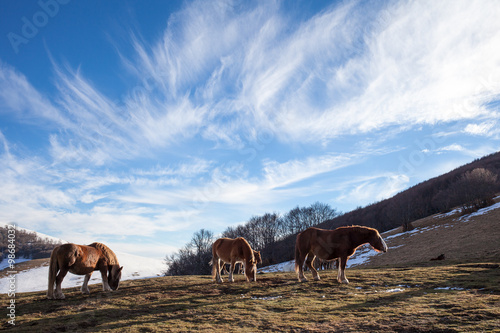 Cavalli selvaggi riposano al tramonto. Paesaggio innevato, cielo blu con nuvole striate