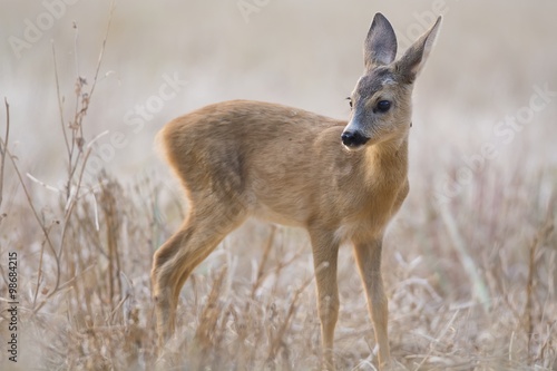 Roe calf on the field