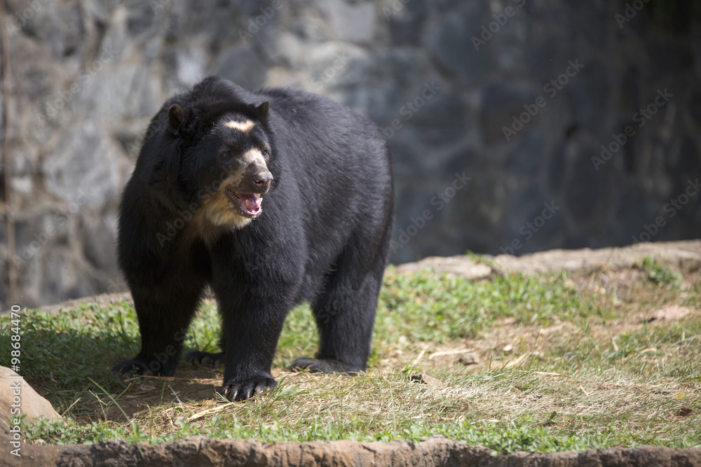 Fototapeta premium Portrait of spectacled bear (Tremarctos ornatus)