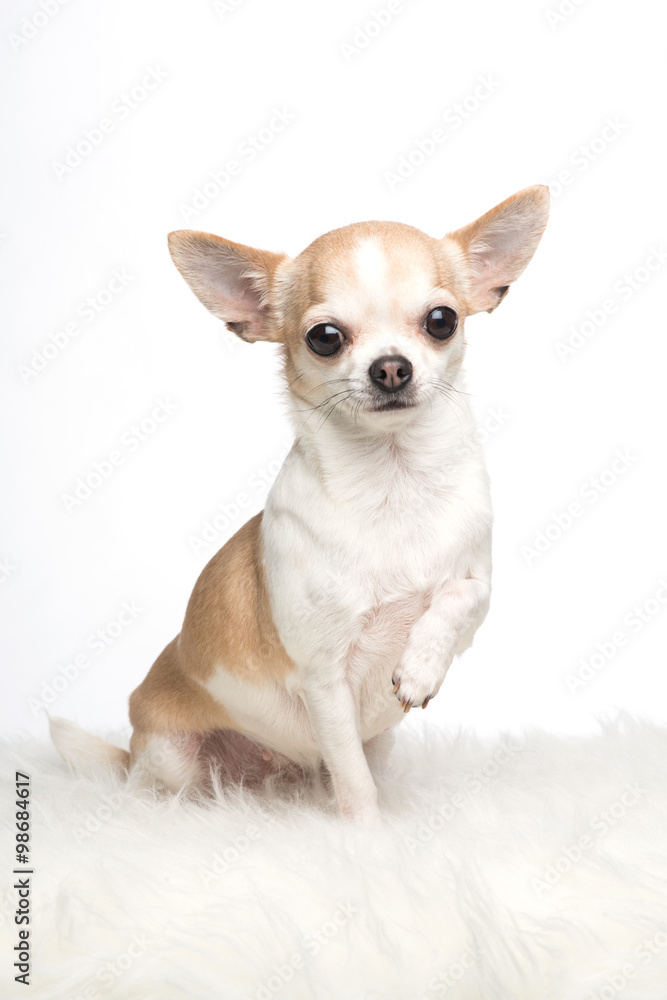 Cute chihuahua dog sitting with its paw lifted on a white fur on a white background