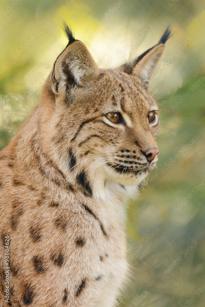 Portrait of a lynx with greenish background Portrait of a lynx with greenish background