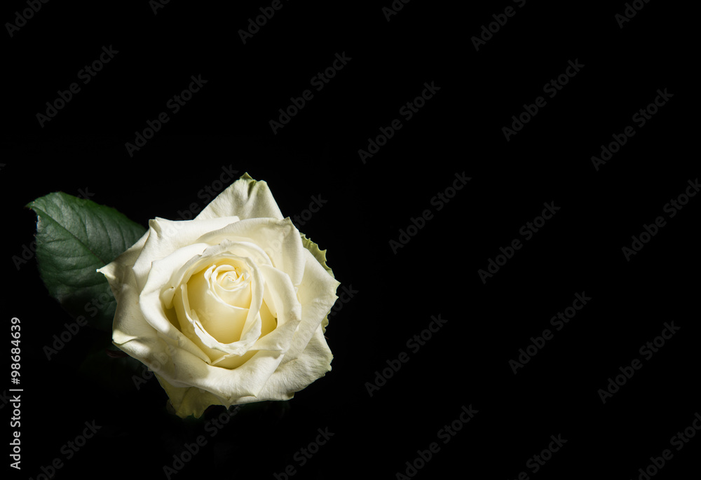 Fototapeta premium Single blooming white rose on a black back background with room for text