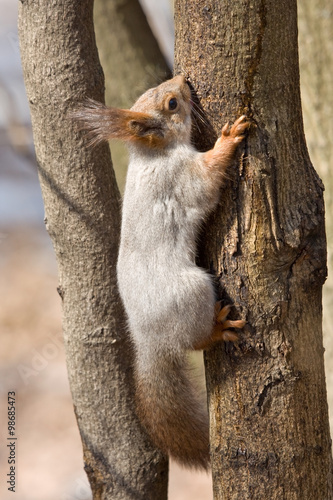 Red squirrel sitting on the tree © avs_lt