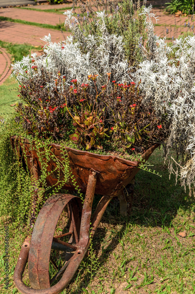 Old wheelbarrow decorated with flowers in the garden.