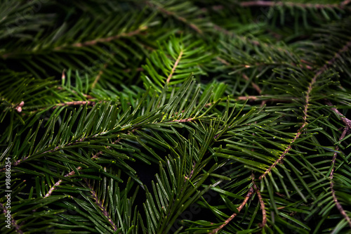Coniferous background of green spruce