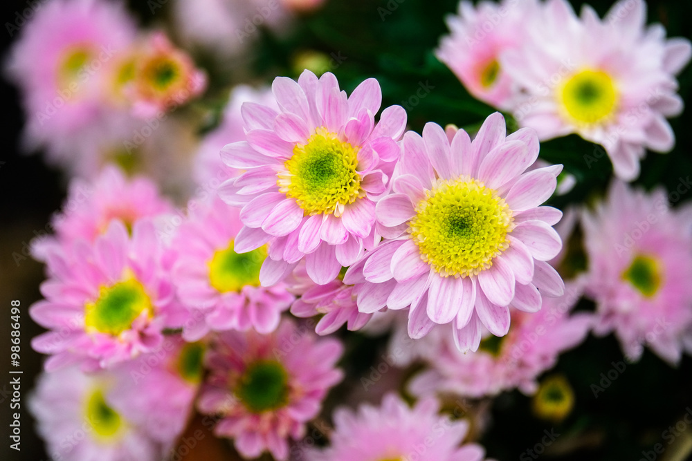 Beauty Daisies flower in garden Beauty Daisies flower in garden